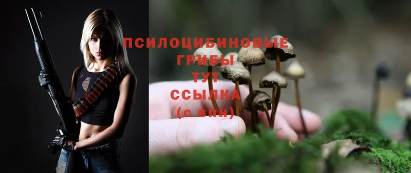 Галлюциногенные грибы Psilocybine cubensis  закладки  Артёмовский 